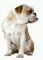 English Bulldog picture