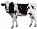 Holstein Cow picture