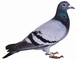 Pigeon picture