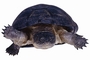 Turtle picture