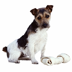 Terrier