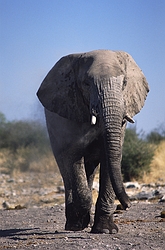 African Elephant