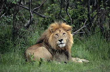 African Lion