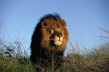 African Lion