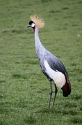 African Crowned Crane Magnet