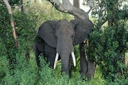 African Elephant Poster