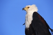 African Fish Eagle Poster