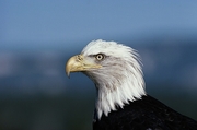 Bald Eagle Poster