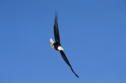 Bald Eagle Poster