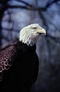 Bald Eagle Poster