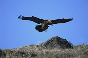 Bearded Vulture Magnet