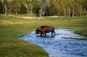 Bison Magnet