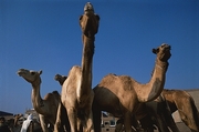 Camel Poster