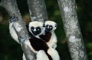 Coquerel's Sifaka Magnet