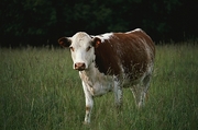 Cow Poster