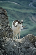 Dall Sheep Mousepad