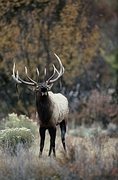 Elk Poster