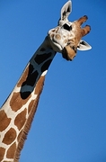 Giraffe Poster