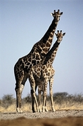 Giraffe Magnet