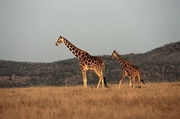 Giraffe Magnet