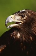 Golden Eagle Poster