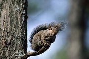 Gray Squirrel Magnet