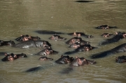 Hippopotamus Poster