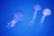 Jellyfish Magnet