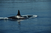 Killer Whale Poster