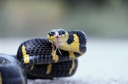 Mangrove Snake Poster