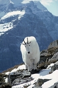 Mountain Goat Mousepad