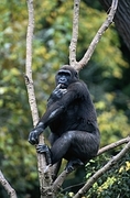 Mountain Gorilla Magnet