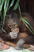 Orangutan Magnet