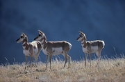 Pronghorn Mousepad