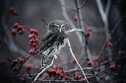 Pygmy Owl Magnet