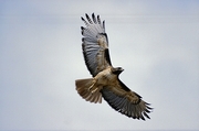 Red-tailed Hawk Magnet