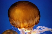 Sea Nettle Magnet