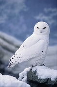 Snowy Owl Poster