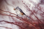 Tufted Titmouse Poster