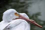 White Pelican Poster