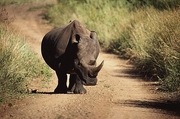 White Rhinoceros Poster