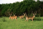 White-tailed Deer Mousepad