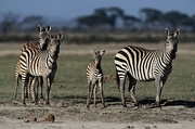 Zebra Mousepad