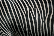 Zebra Mousepad