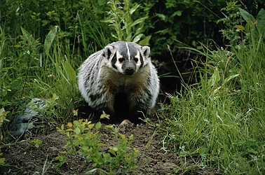 Badger