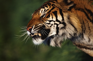 Bengal Tiger