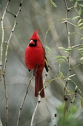 Cardinal