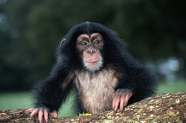 Chimpanzee