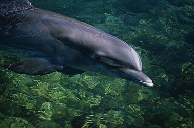 Dolphin