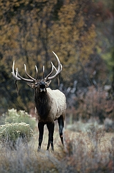 Elk